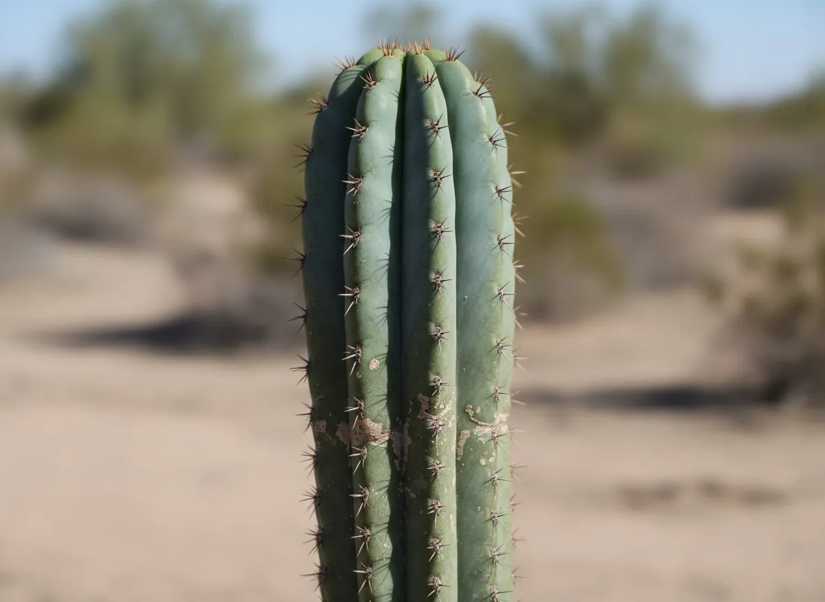 Nahaufnahme eines gerippten, blaugrünen Cereus-Triebs mit Areolen und kurzen Dornen