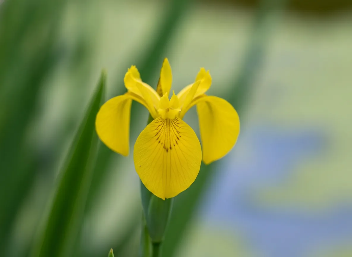 Close-up of the yellow flower of yellow flag iris with brown veining