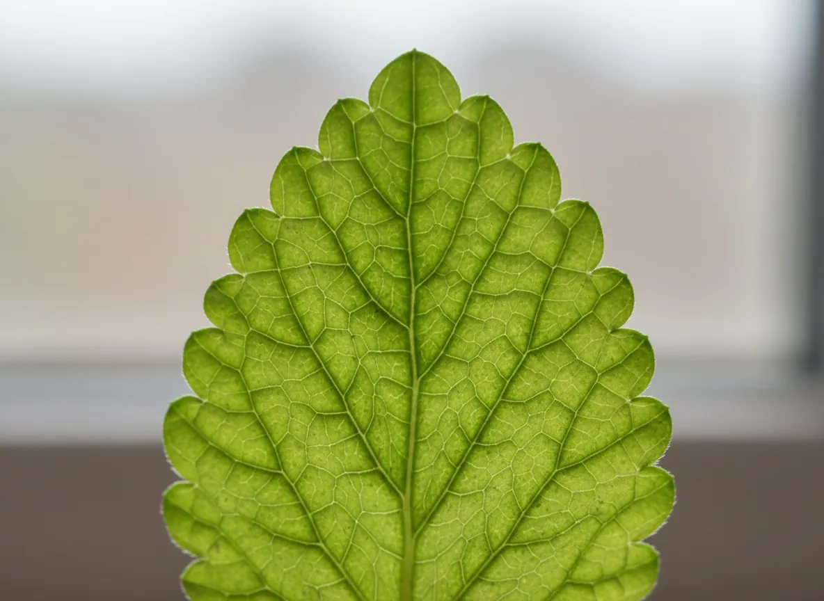 Close-up of the wrinkled, ovate leaves of lemon balm