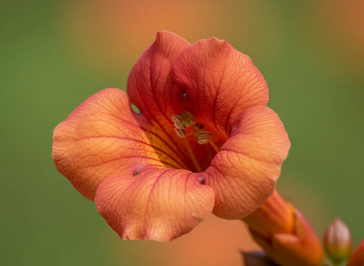 Close-up of the orange, trumpet-shaped flowers of the trumpet creeper
