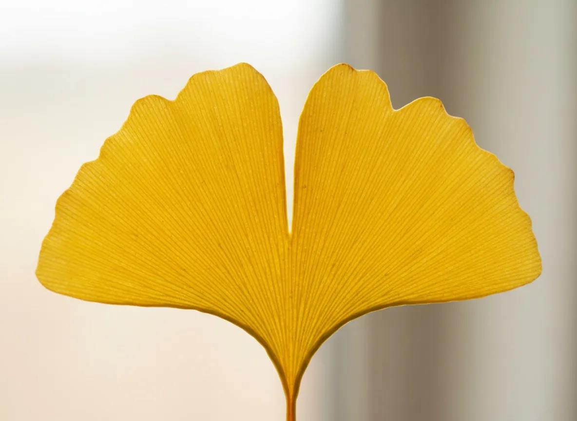 Nahaufnahme eines fächerförmigen, vergilbenden Ginkgoblatts