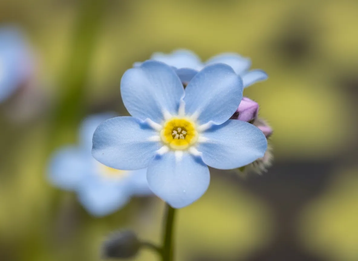Close-up of the small, blue flowers of water forget-me-not with a yellow eye