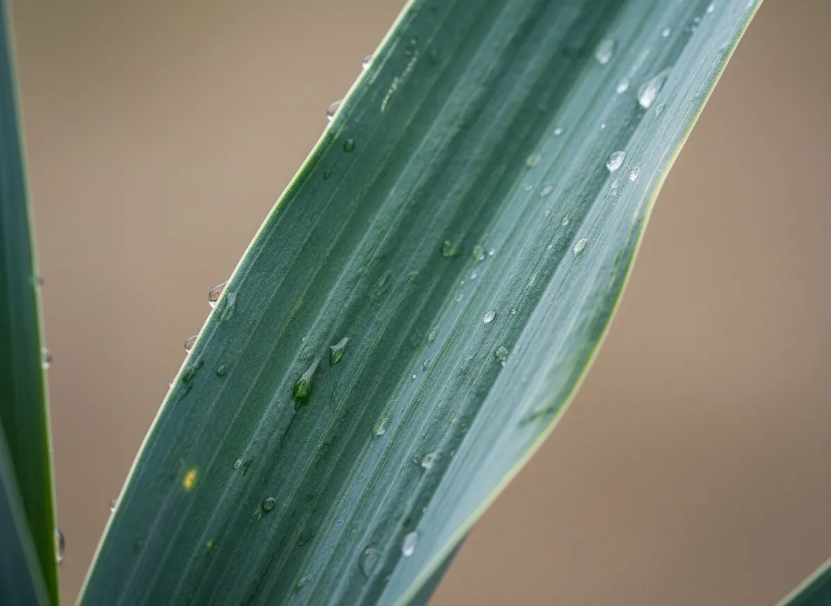 Close-up of the white false stem of a leek and the fan of grey-green leaves