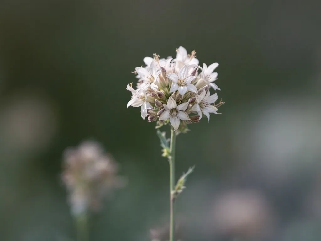 Nahaufnahme der zarten, rosa-silbrigen Blütenrispen der Rutenhirse