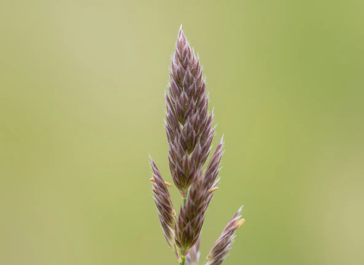 Close-up of a narrow panicle of purple moor grass with fine, violet-brown spikelets