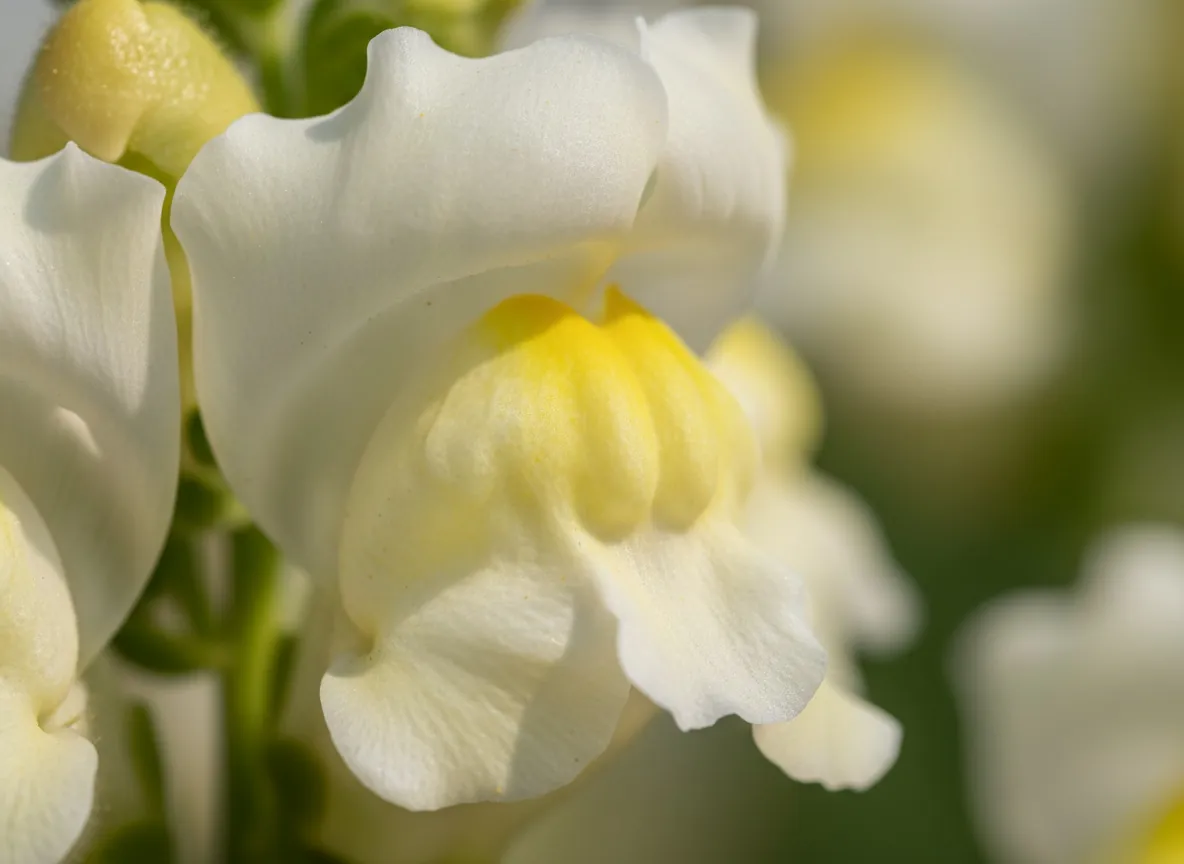 Close-up of a two-lipped, mouth-like snapdragon flower